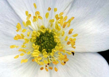 Load image into Gallery viewer, Canada Anemone (2&quot; pot)
