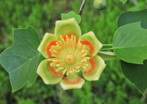 Tulip Poplar (7 Gal) (Special Orders)