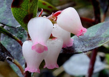 Load image into Gallery viewer, Bearberry (gallon) (Spec Orders)
