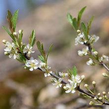 Load image into Gallery viewer, Sand Cherry (1 Gal)
