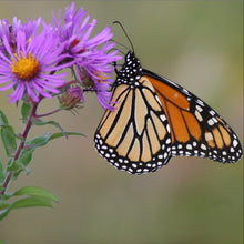 Load image into Gallery viewer, Fall Feeding Frenzy! (8 varieties, 16 Plants)
