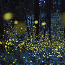 Load image into Gallery viewer, Forest with glowing yellow spots, likely fireflies, against a dark background
