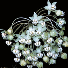 Load image into Gallery viewer, Woodland Edge Kit (16 plants)
