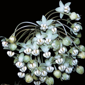 Poke Milkweed (2.5")