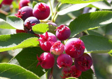 Load image into Gallery viewer, Serviceberry, aka June Berry (7 Gal, approx 3-4' tall, 3' wide) (Special Orders)
