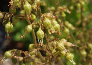 Alumroot, aka Native Coral Bells (2" pot)