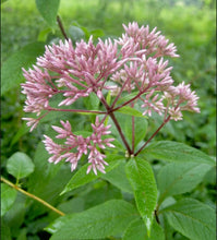 Load image into Gallery viewer, Five Sisters Garden Kit, NEW! (5 different plants that are beautiful together!)
