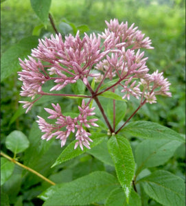Five Sisters Garden Kit, NEW! (5 different plants that are beautiful together!)