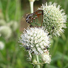 Load image into Gallery viewer, Butterfly Lifecycle Garden Kit (24 plants)
