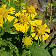 Load image into Gallery viewer, Helen&#39;s Flower (Sneezeweed) Seeds
