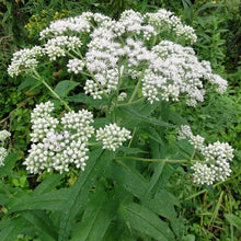Load image into Gallery viewer, Let it Rain! Rain Garden Kit (20 plants)
