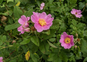 Pasture Rose (Gallon) (Reserved for Spec Orders)