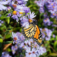 Load image into Gallery viewer, Smooth Blue Aster (2")
