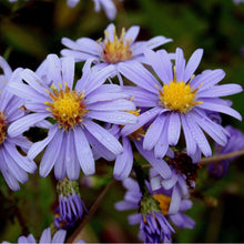 Load image into Gallery viewer, Close-up of purple flowers with yellow centers on a blurred green background
