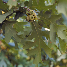 Load image into Gallery viewer, Bur Oak (7 Gallon) (Spec Order)

