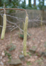 Load image into Gallery viewer, American Hazelnut (1 Gal)
