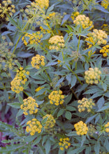Load image into Gallery viewer, Golden Alexanders (2&quot; pot)
