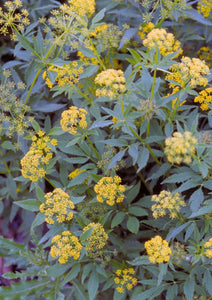 Golden Alexanders (2" pot)