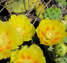 Load image into Gallery viewer, NEW! High and Dry Native Garden Kit (16 plants)
