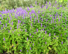Load image into Gallery viewer, Anise Hyssop (2&quot;)
