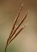 Load image into Gallery viewer, Big Bluestem (2")
