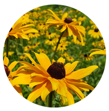 Load image into Gallery viewer, Five Sisters Garden Kit, NEW! (5 different plants that are beautiful together!)
