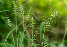 Load image into Gallery viewer, Bottlebrush Grass (2")
