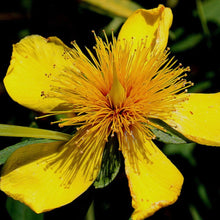 Load image into Gallery viewer, Kalm&#39;s St. John&#39;s Wort (Gallon) (Spec Orders)
