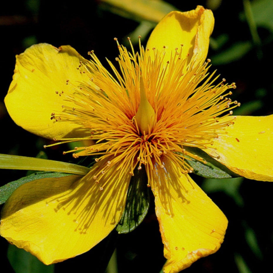 Kalm's St. John's Wort (Gallon) (Spec Orders)