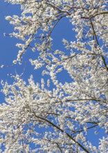 Load image into Gallery viewer, Serviceberry, aka June Berry (7 Gal, approx 3-4' tall, 3' wide) (Special Orders)
