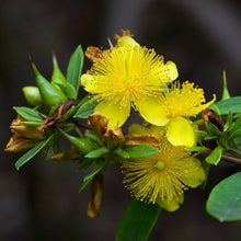 Load image into Gallery viewer, Shrubby St. John's Wort (Gallon)
