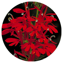 Load image into Gallery viewer, Let it Rain! Rain Garden Kit (20 plants)
