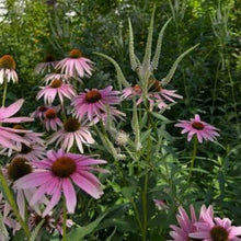 Load image into Gallery viewer, Let it Rain! Rain Garden Kit (7 varieties, 18 plants)
