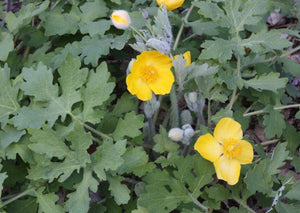 Wood Poppy (2.5" premium)