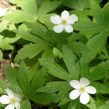 Load image into Gallery viewer, Canada Anemone (2&quot; pot)
