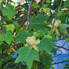 Load image into Gallery viewer, Tulip Poplar (7 Gal) (Special Orders)
