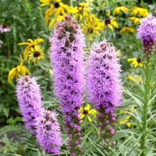 Load image into Gallery viewer, Marsh Blazing Star Seeds
