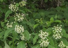 Load image into Gallery viewer, Poke Milkweed (2.5&quot;)
