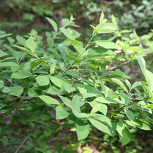 Load image into Gallery viewer, Spicebush (plug) freeshipping - Rochester Pollinators
