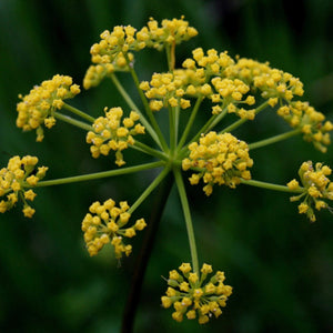 Golden Alexanders (2" pot)