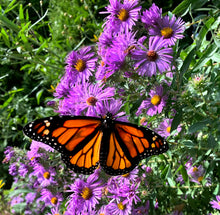 Load image into Gallery viewer, Butterfly Lifecycle Garden Kit (24 plants)
