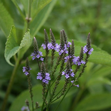 Load image into Gallery viewer, Let it Rain! Rain Garden Kit (20 plants)
