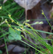 Load image into Gallery viewer, Ivory Sedge (2.5" prem.)
