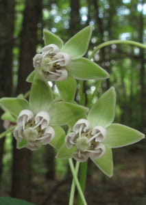 Poke Milkweed (2.5")