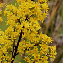 Load image into Gallery viewer, NEW! High and Dry Native Garden Kit (16 plants)
