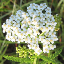Load image into Gallery viewer, Five Sisters Garden Kit, NEW! (5 different plants that are beautiful together!)
