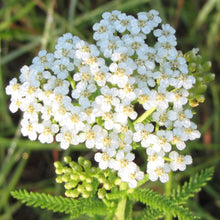 Load image into Gallery viewer, Common Yarrow Seeds
