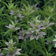 Load image into Gallery viewer, Oh Deer! Garden Kit (8 varieties/17 plants)
