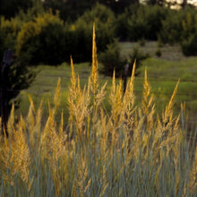 Load image into Gallery viewer, Indian Grass (2")
