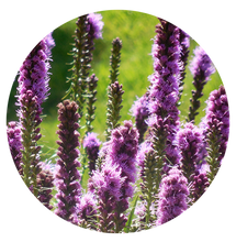 Load image into Gallery viewer, Save the Birds! Bird Friendly Garden Kit (8 Different Varieties; 20 plants)
